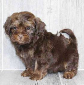 Shizapoo