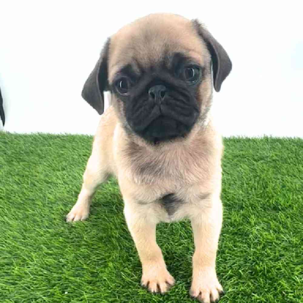 Image of a pet breed in the gallery