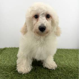 2nd Gen Mini Goldendoodle