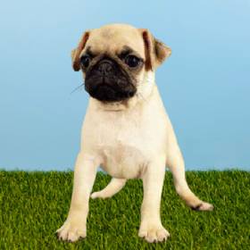 Pug