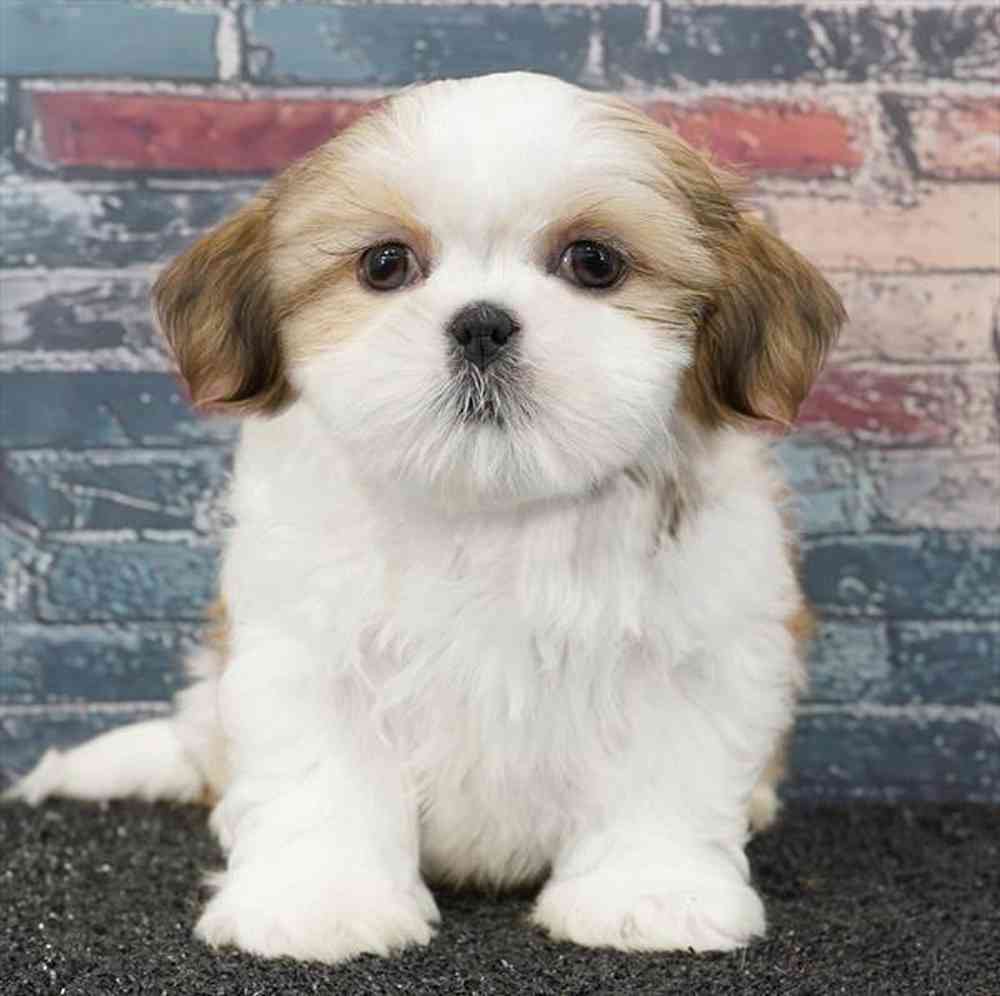 pet breed image