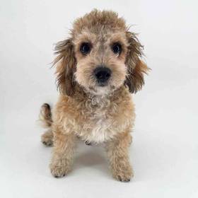 Cavapoo