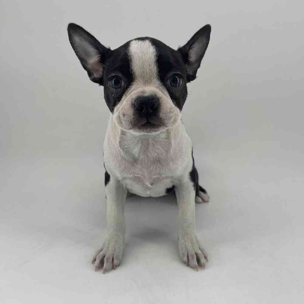 pet breed image