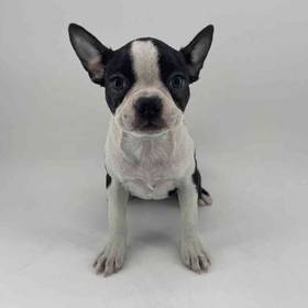 Boston Terrier