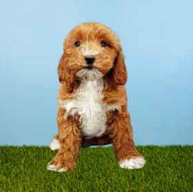 Cavapoo