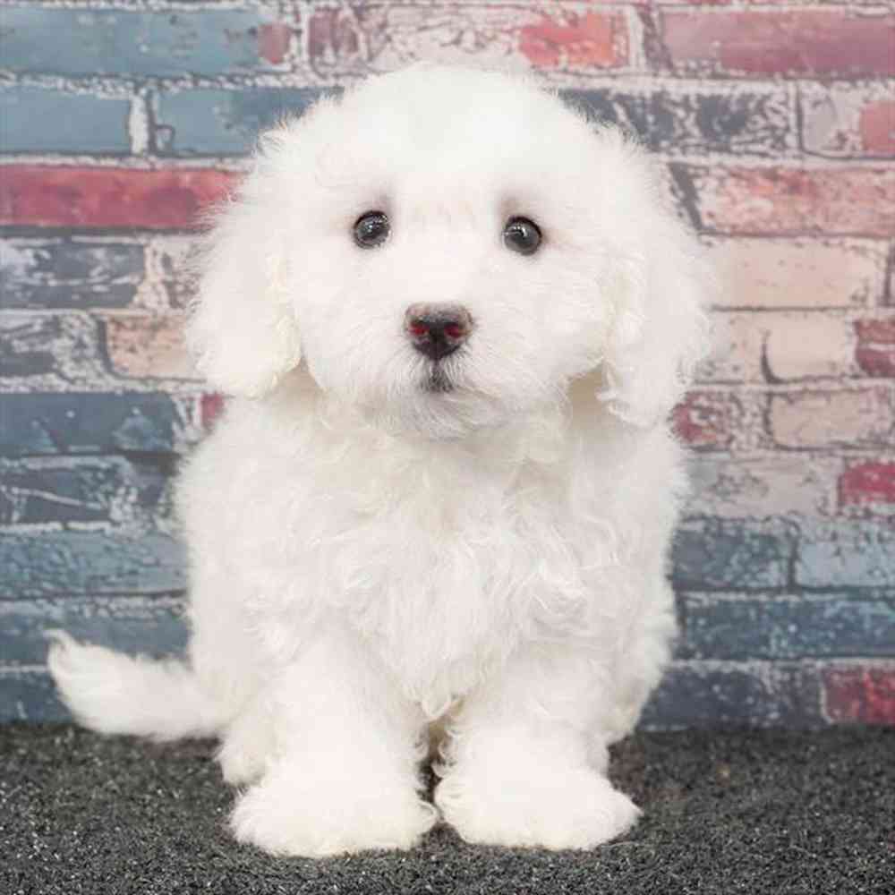 pet breed image