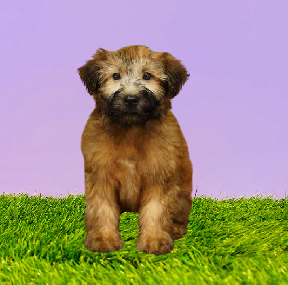 Female Soft Coated Wheaten Terrier Puppy for Sale in Marietta, GA