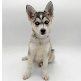 Alaskan Klee Kai
