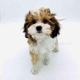 Cavapoo
