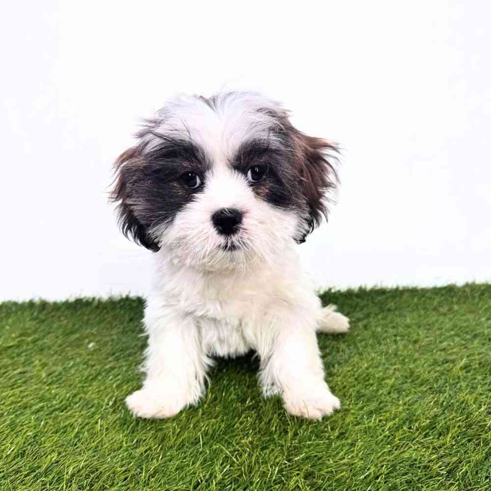 Image of a pet breed in the gallery