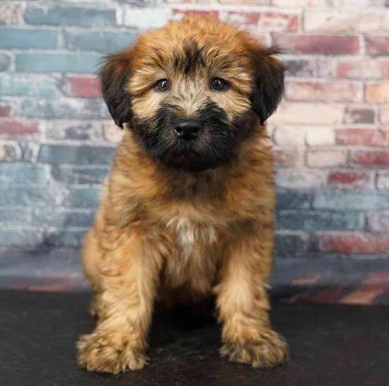Soft Coated Wheaten Terrier