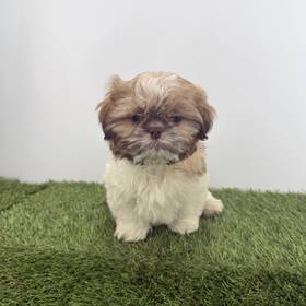 Shih Tzu