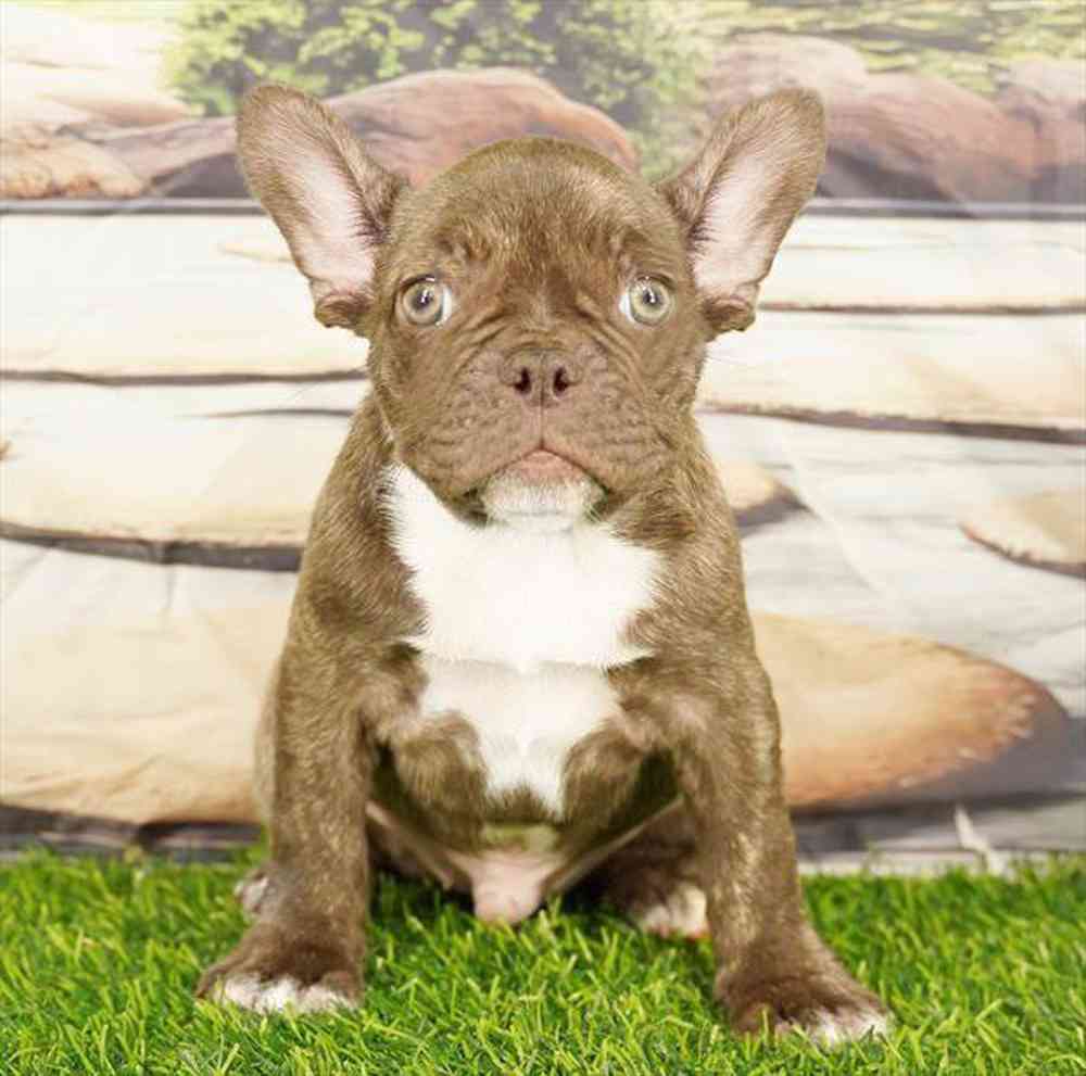 Image of a pet breed in the gallery