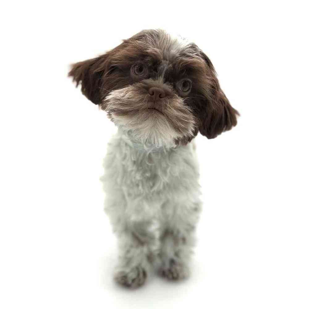 Female Shih Tzu Puppy for Sale in Puyallup, WA