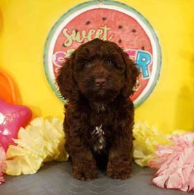Cockapoo