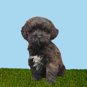 Lhasa-Poo