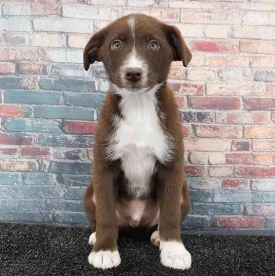 Australian Shepard-German Shephard