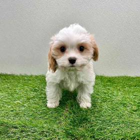 Cavapoo