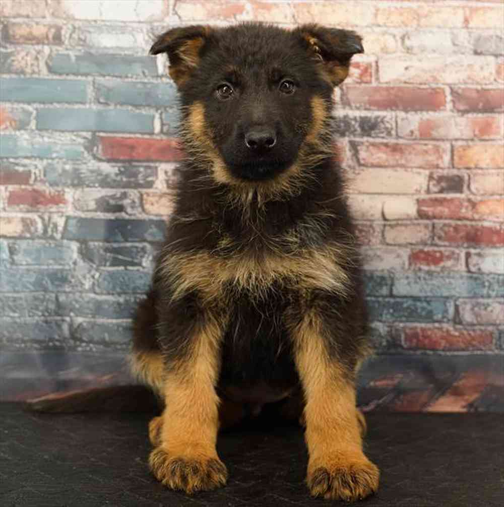 Image of a pet breed in the gallery