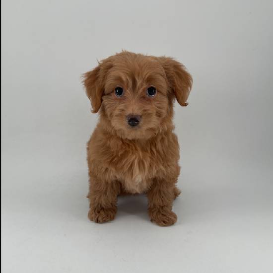 2nd Gen Mini Goldendoodle
