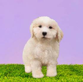 Bichapoo