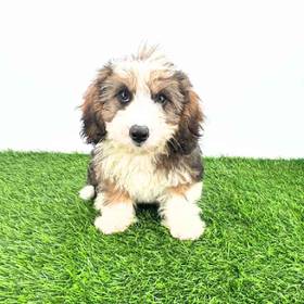 Bernedoodle Mini