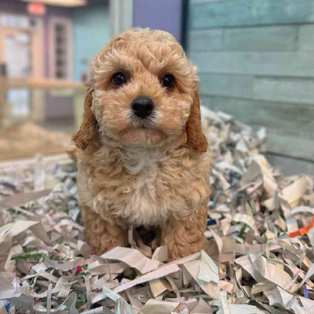 carousel pet images