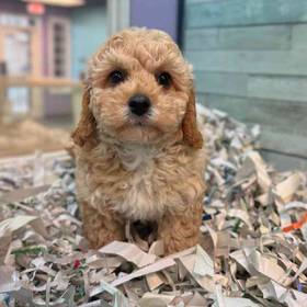 Cavapoo