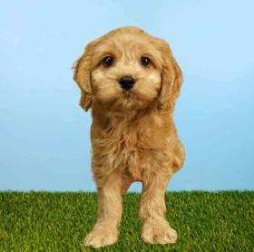 Cockapoo