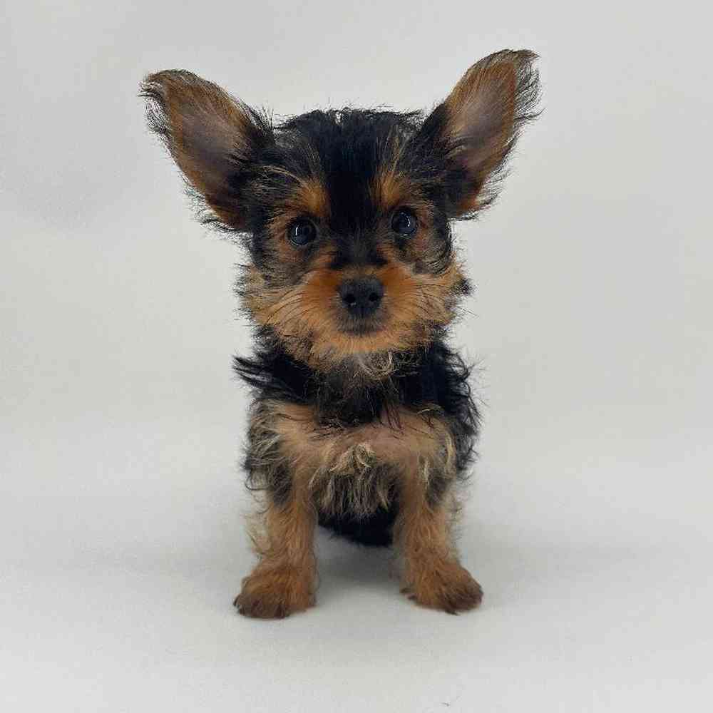 pet breed image