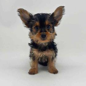 Yorkie
