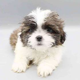 Shih Tzu