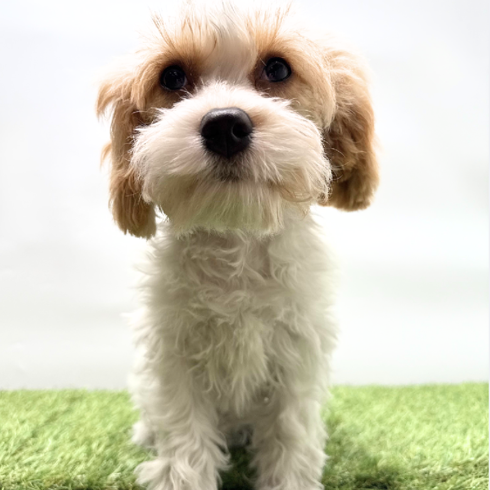 Image of a pet breed in the gallery