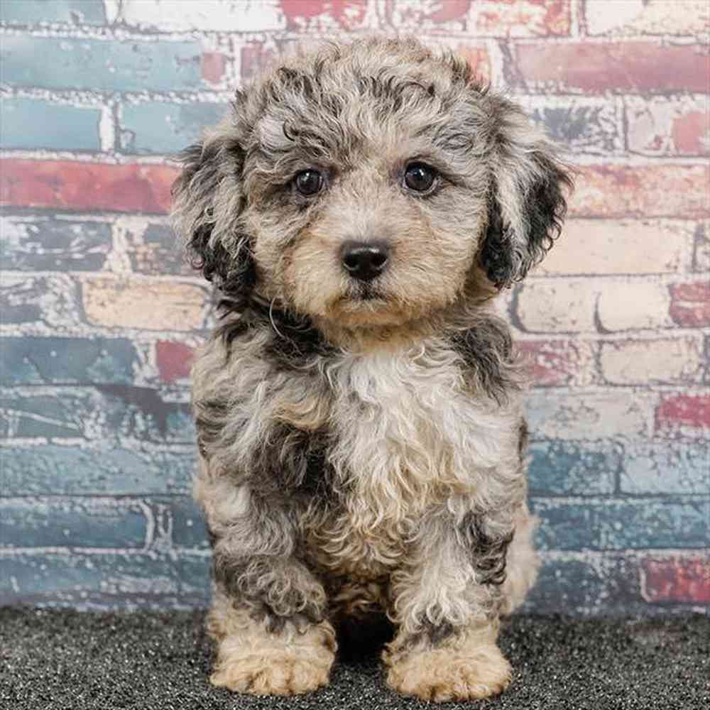 Image of a pet breed in the gallery