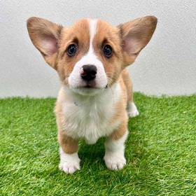 Pembroke Welsh Corgi