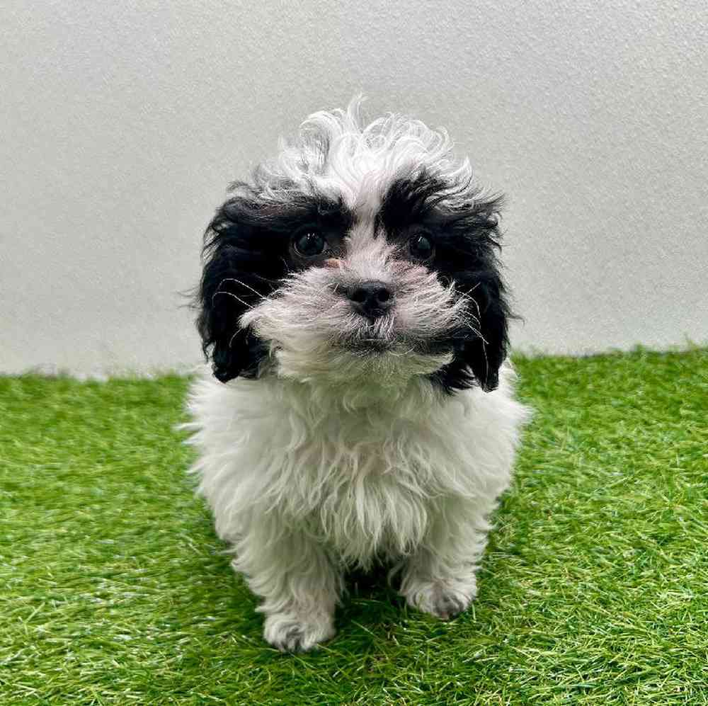 Image of a pet breed in the gallery