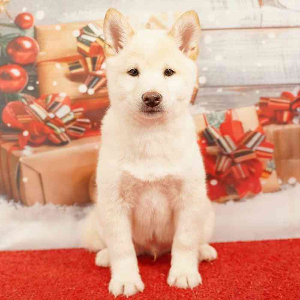 Image of a pet breed in the gallery