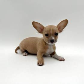 Chihuahua