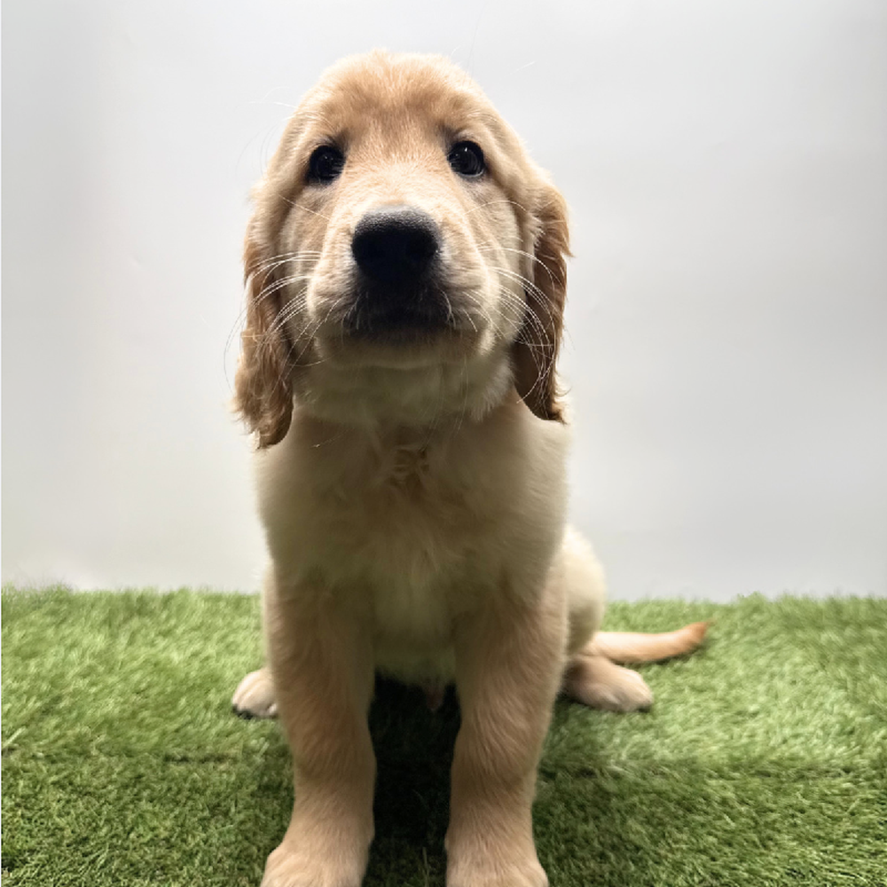 pet breed image