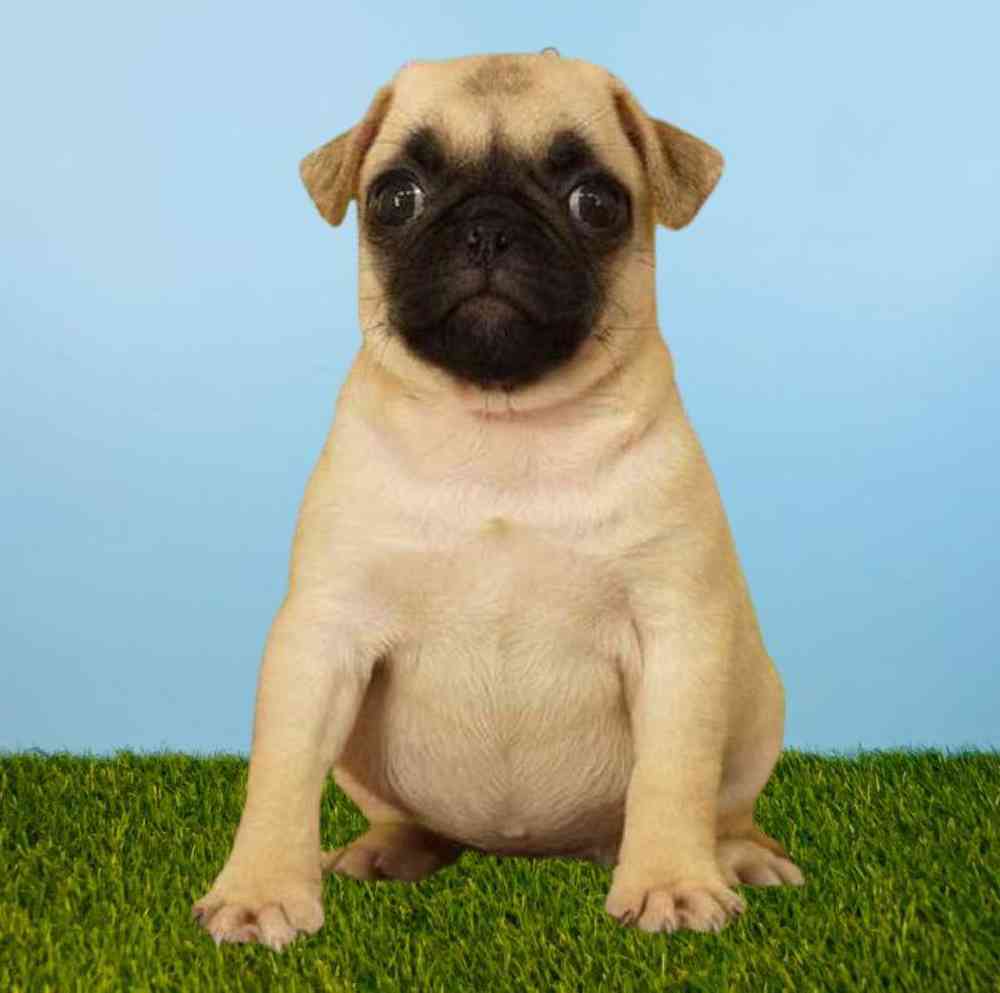 Female Pug Puppy for Sale in Meridian, ID