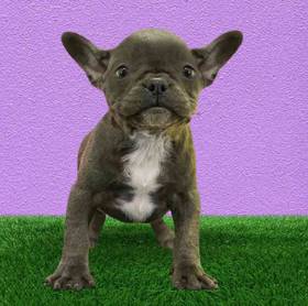 French Bulldog