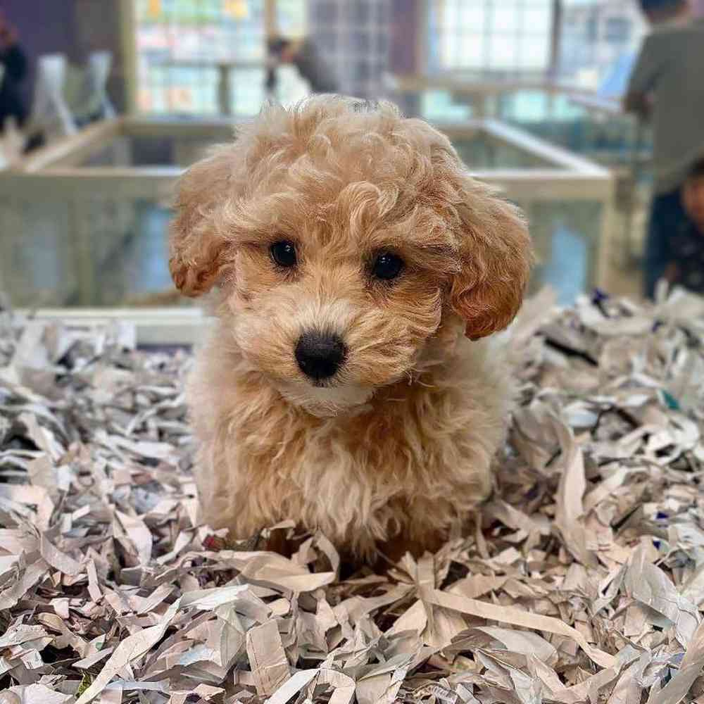 Image of a pet breed in the gallery