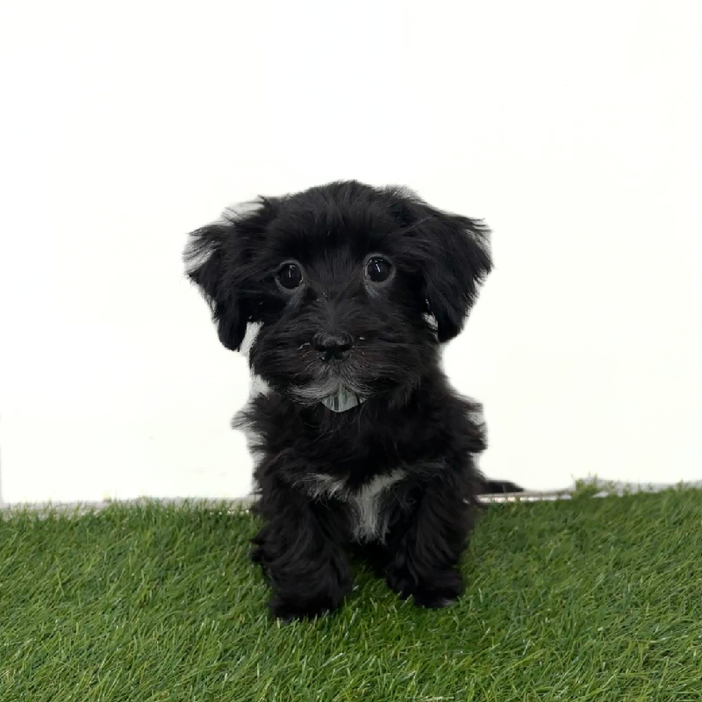 Image of a pet breed in the gallery