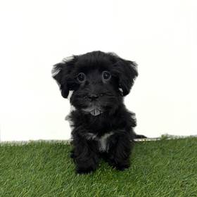 Havanese