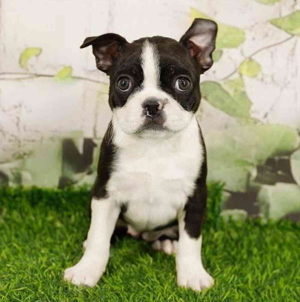 Image of a pet breed in the gallery