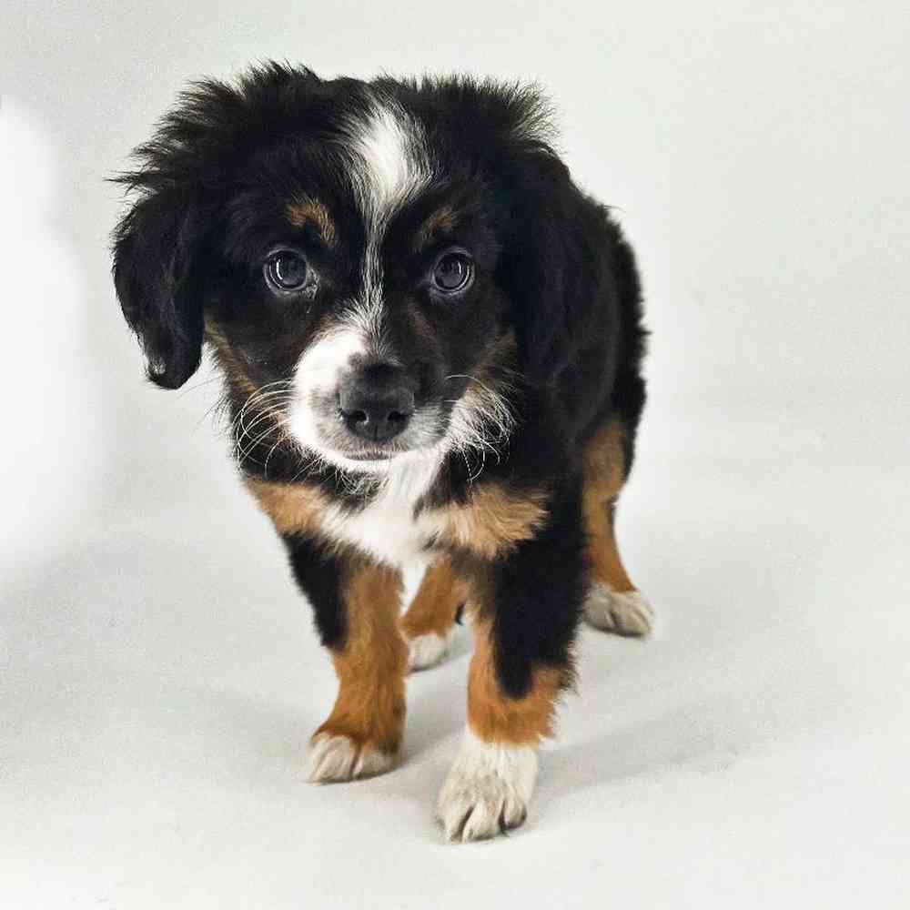 carousel pet images