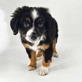 Mini Australian Shepherd