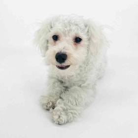 Bichon