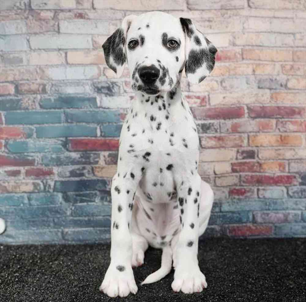 Image of a pet breed in the gallery