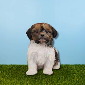 Shih Tzu